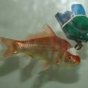 Por que os pesquisadores transformaram este peixinho dourado em um ciborgue