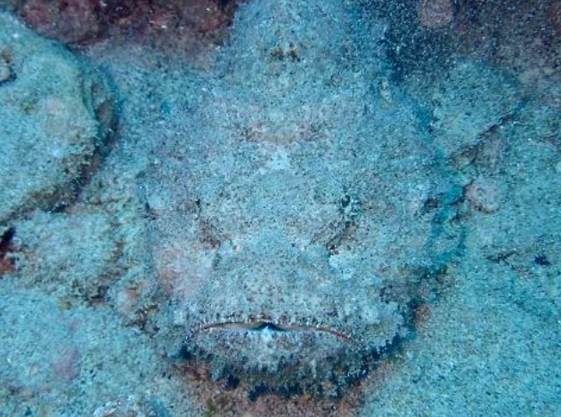 Peixe pedra esconde