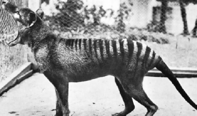 Cientistas extraem o RNA de um tigre da Tasmânia 
