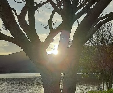Poesia magica arvore