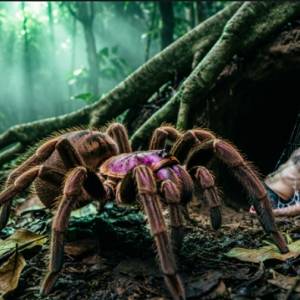 J'ba Fofi e Mokele-Mbembe: Mito ou Verdade no Congo?