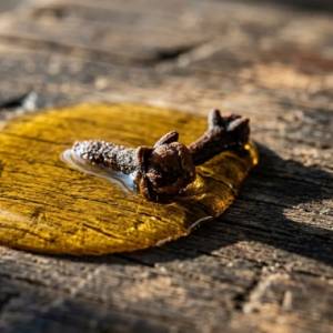 Óleo de Cravo: A Verdade Crua Por Trás do Cheirinho Doce
